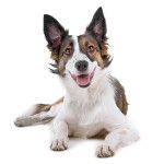 кандидат в президенты Америки