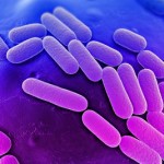 супербактерия