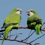 Зелёные попугаи Нью-Йорка