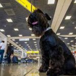 ввоз животных в сша