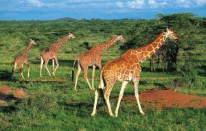 Танзания – страна животных и дикой природы